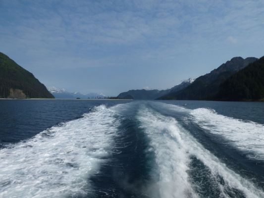 Whale Watching Major Marine Tours
