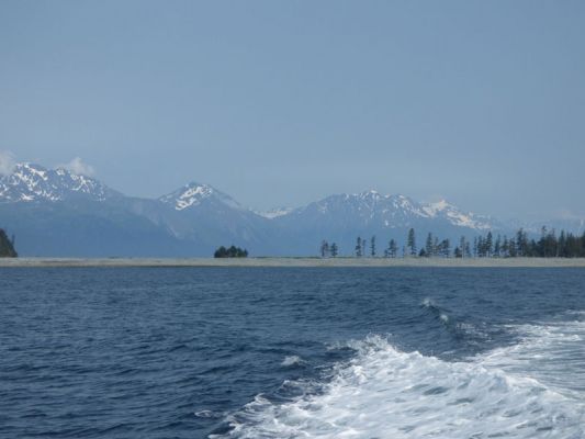 Whale Watching Major Marine Tours
