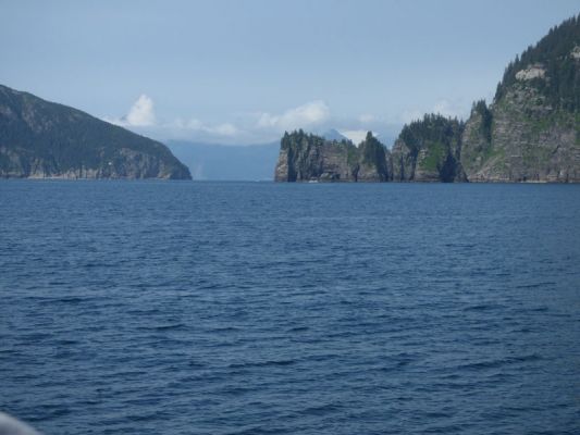 Whale Watching Major Marine Tours

