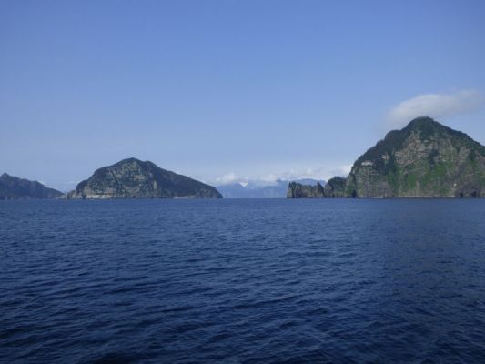 Whale Watching Major Marine Tours
