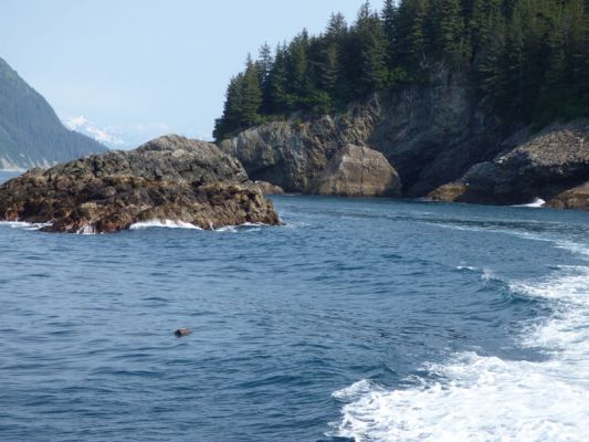 Whale Watching Major Marine Tours
