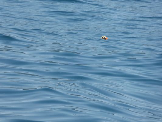 Whale Watching Major Marine Tours
