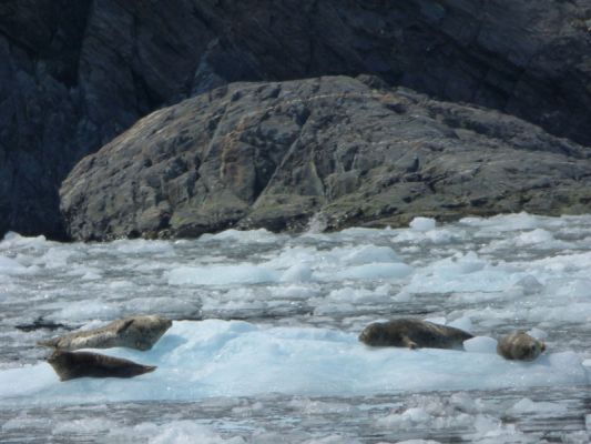 Whale Watching Major Marine Tours
