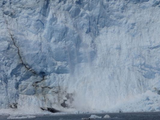 Whale Watching Major Marine Tours
