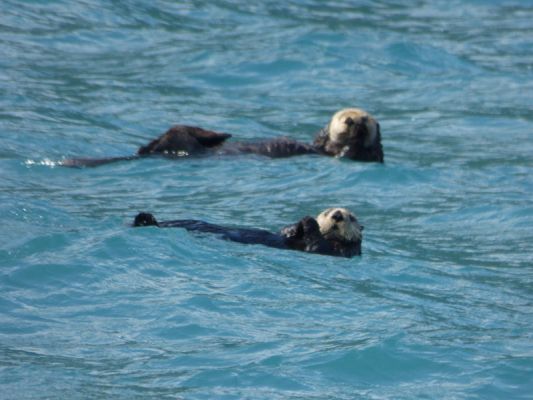 Whale Watching Major Marine Tours
