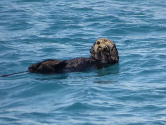 Whale Watching Major Marine Tours
