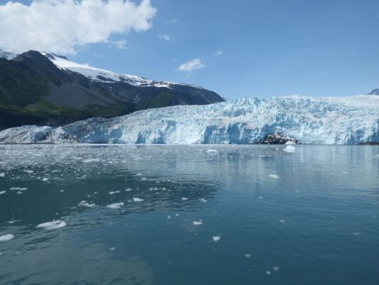 Whale Watching Major Marine Tours
