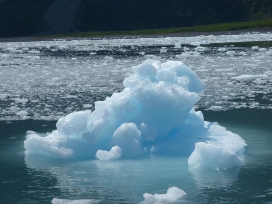 Whale Watching Major Marine Tours
