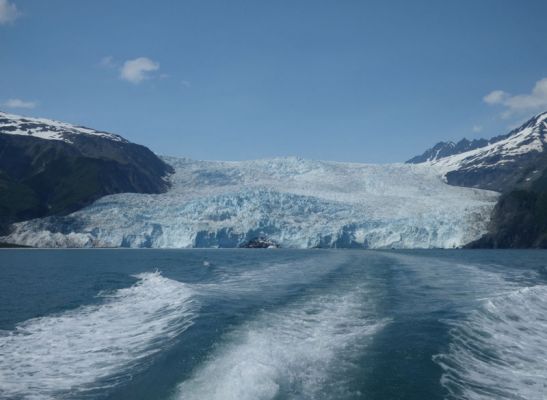 Whale Watching Major Marine Tours
