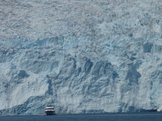 Whale Watching Major Marine Tours
