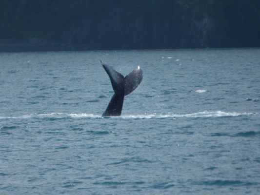 Whale Watching Major Marine Tours
