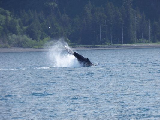 Whale Watching Major Marine Tours
