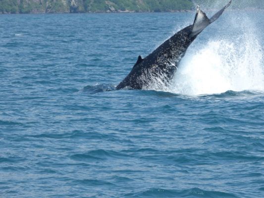 Whale Watching Major Marine Tours
