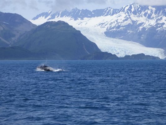 Whale Watching Major Marine Tours

