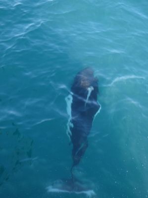 Whale Watching Major Marine Tours
