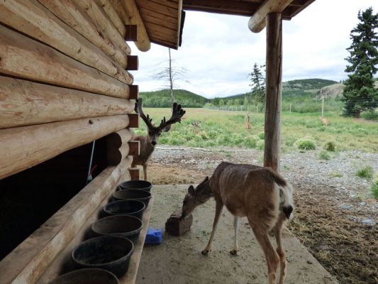 Yukon Wildlife Preserve
