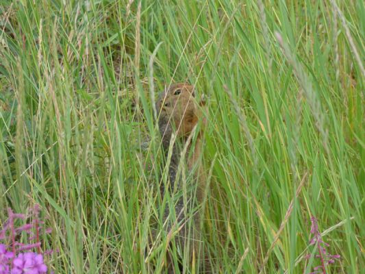 Yukon Wildlife Preserve
