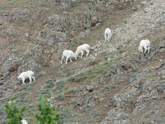 Yukon Wildlife Preserve
