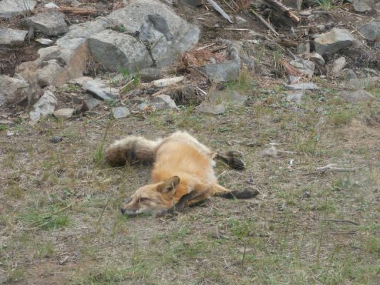 Yukon Wildlife Preserve
