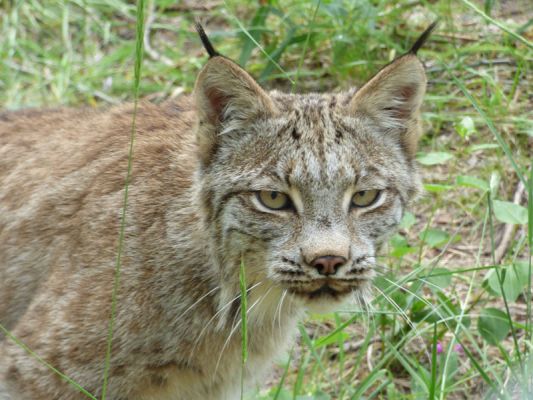 Yukon Wildlife Preserve
