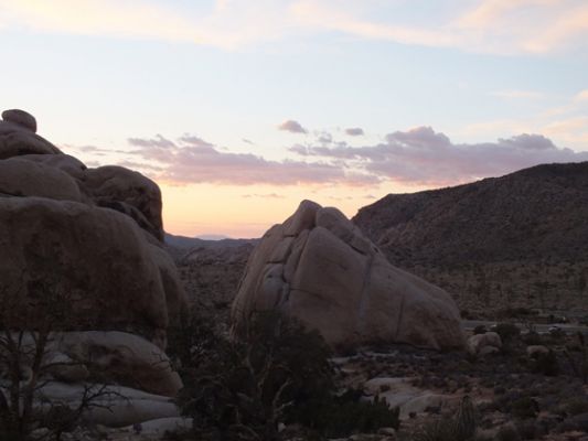 Joshua Tree NP
