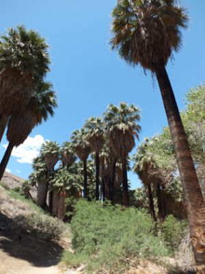Indian Canyons
