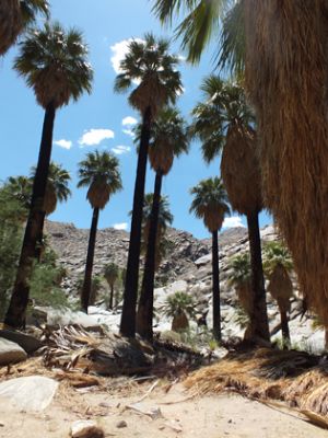 Indian Canyons
