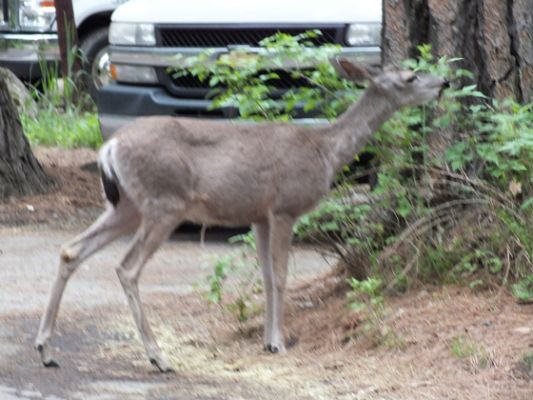 Yosemite

