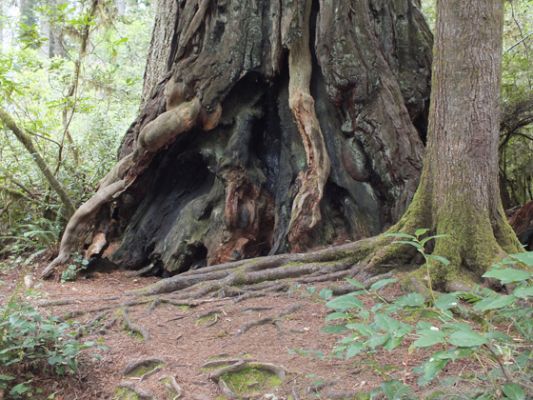 Redwood NP
