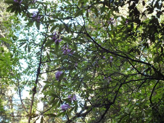 Redwood NP
