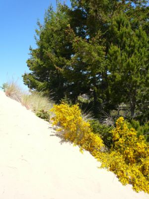 Oregon Dunes
