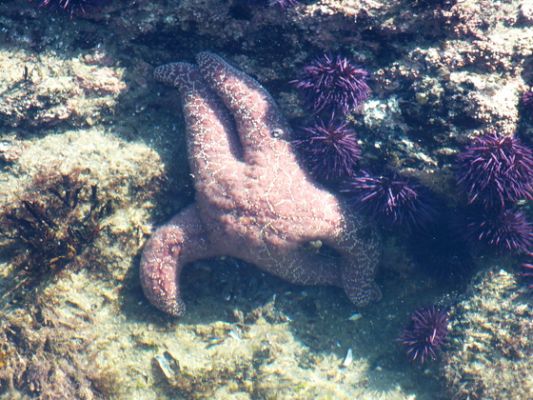 Tide Pools
