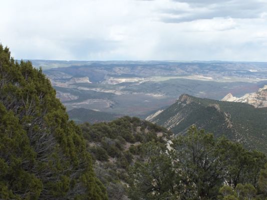 Dinosaur NM
