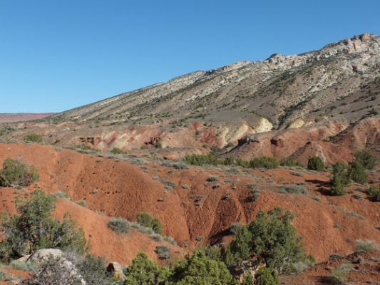 Dinosaur NM
