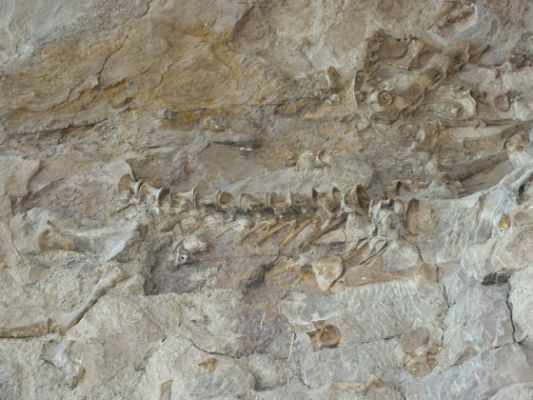 Dinosaur NM

