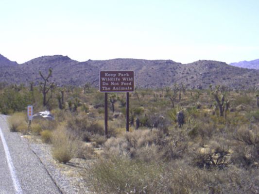 Joshua Tree NP
