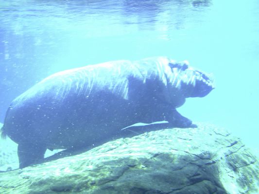 San Diego Zoo
