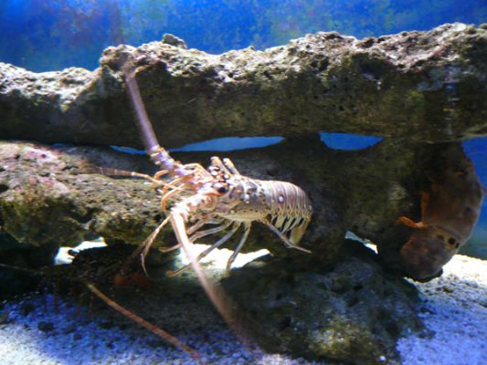 John Pennecamp Coral Reef SP
