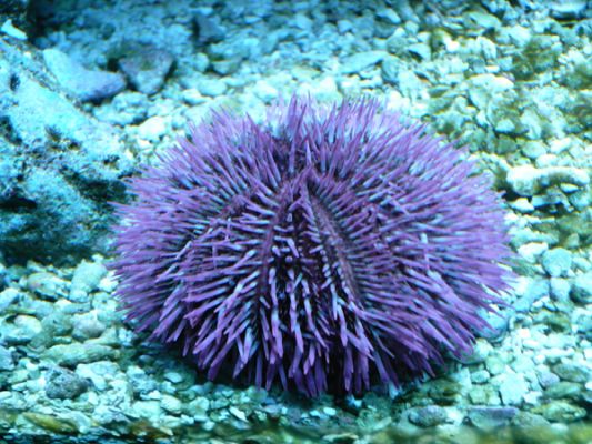 John Pennecamp Coral Reef SP
