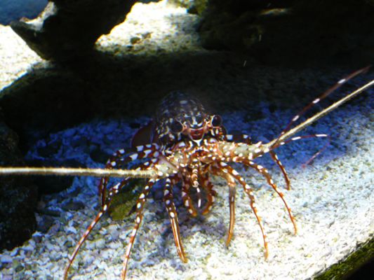 John Pennecamp Coral Reef SP
