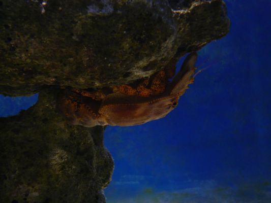 John Pennecamp Coral Reef SP
