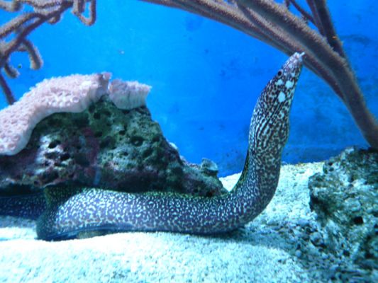 John Pennecamp Coral Reef SP
