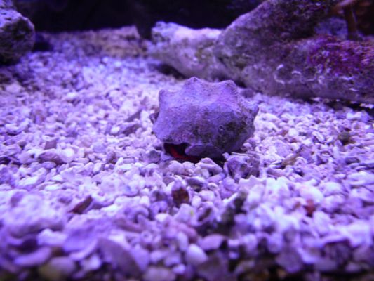John Pennecamp Coral Reef SP
