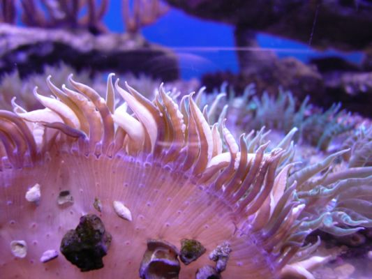 John Pennecamp Coral Reef SP
