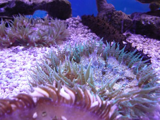 John Pennecamp Coral Reef SP
