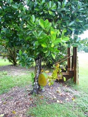 Fruit and Spice Park
