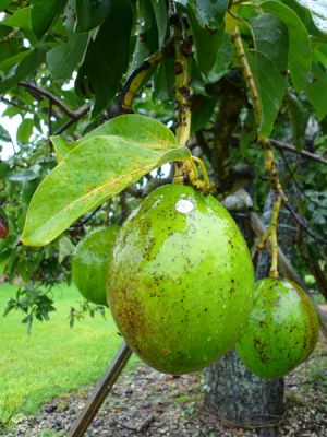 Fruit and Spice Park

