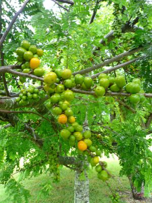 Fruit and Spice Park
