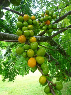 Fruit and Spice Park
