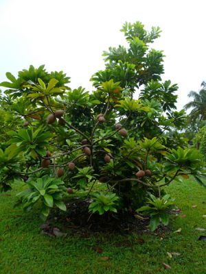Fruit and Spice Park
